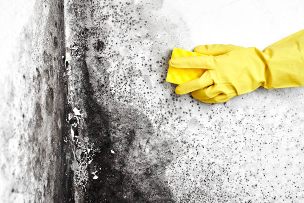 Best Mold Removal Company Near Me  in Mckee City, NJ