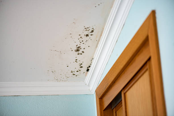 Best Affordable Mold Removal  in Mckee City, NJ