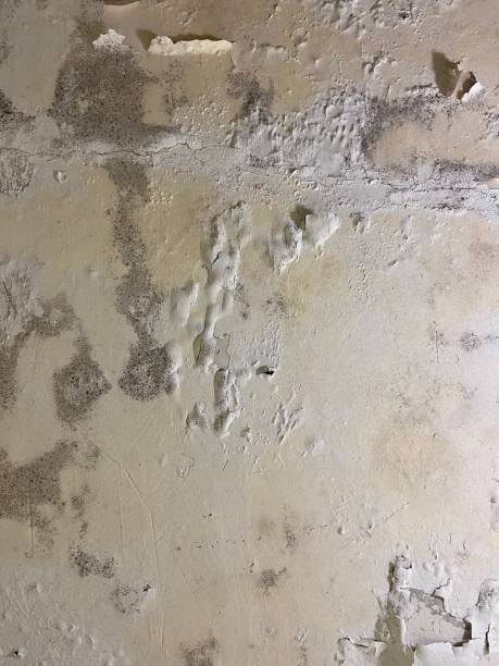 Best Commercial Mold Removal  in Mckee City, NJ