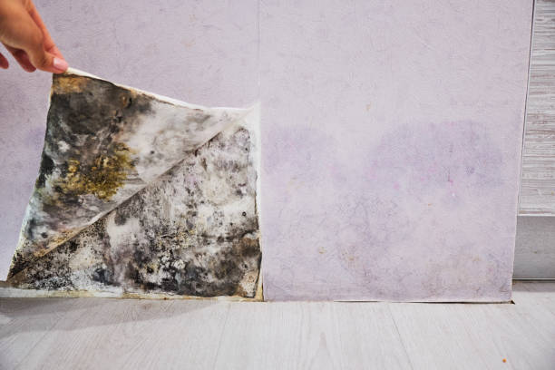 Best Fast Mold Removal  in Mckee City, NJ